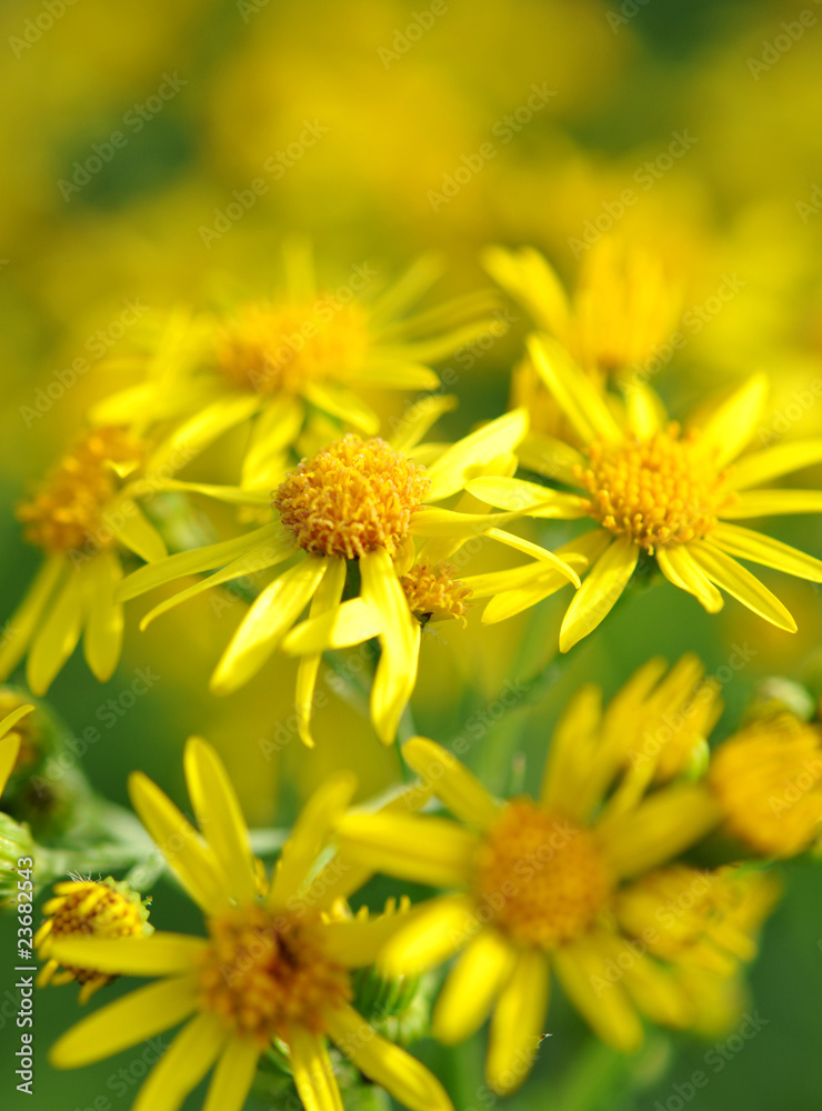 Fototapeta premium Blüten