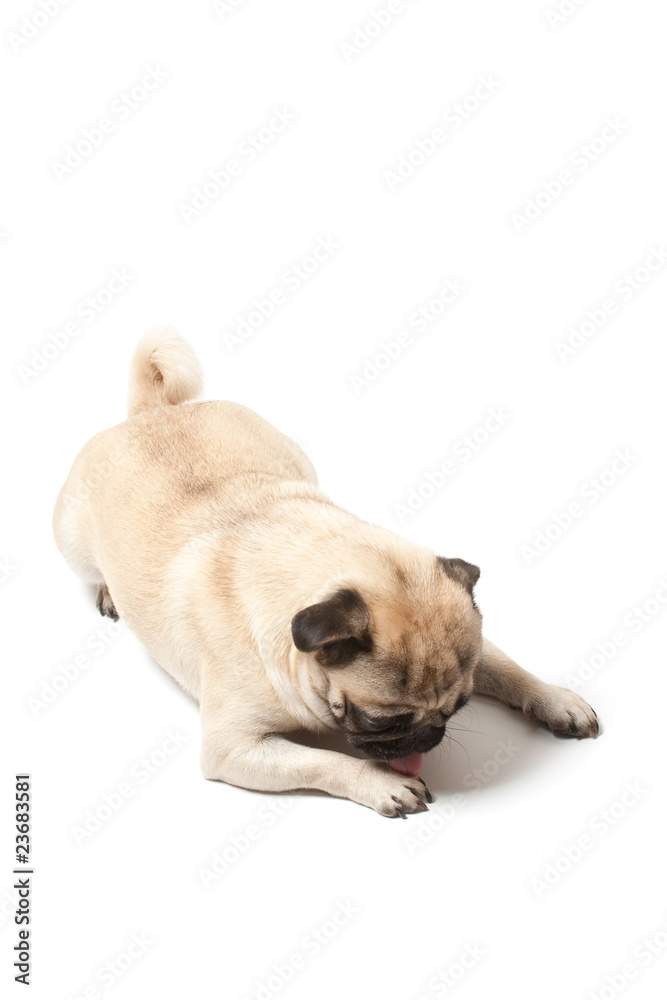 pug licking his leg