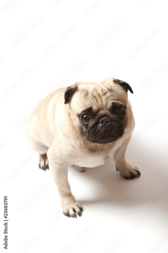 pug is sitting