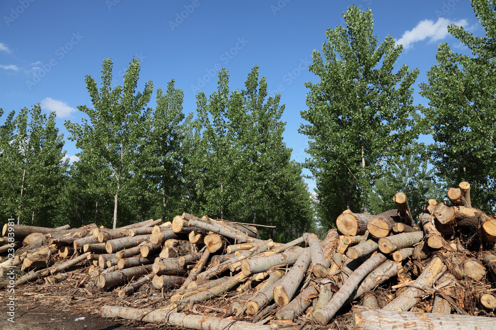 Lumber industry Lumber industry