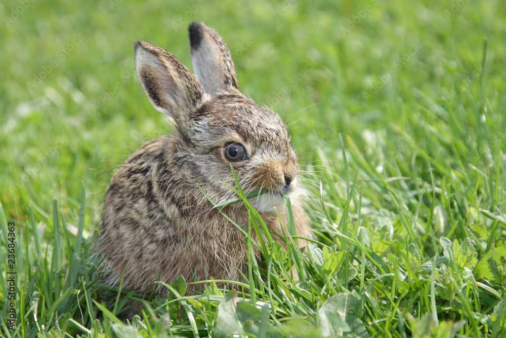 Fototapeta premium Small little hare
