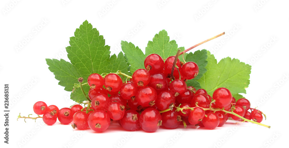 Red currant with green leaves Red currant with green leaves