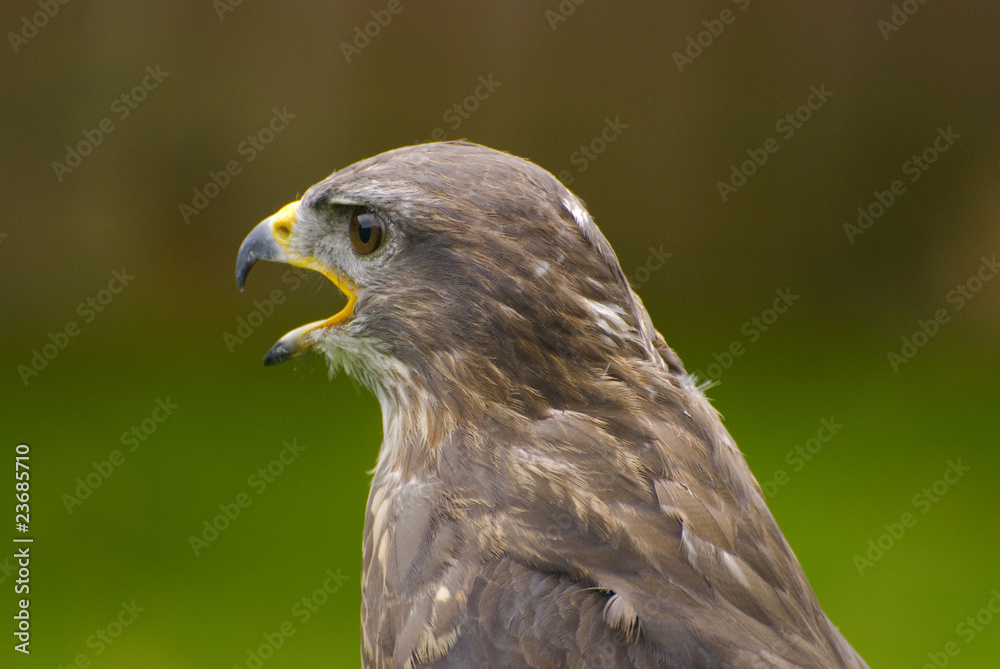 Fototapeta premium falcon