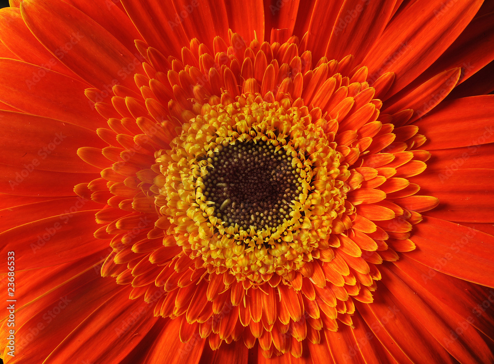 Red gerbera close-up Red gerbera close-up