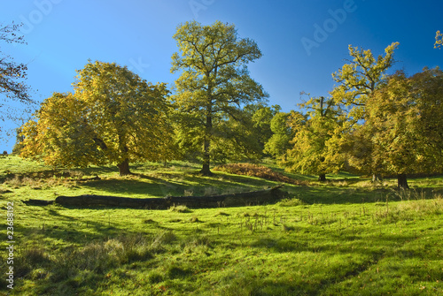 Fototapeta Naklejka Na Ścianę i Meble -  The English trees