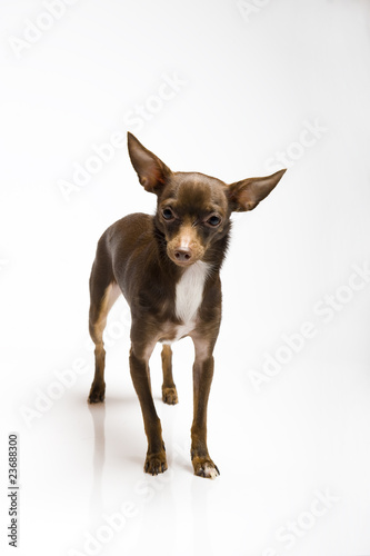 Picture of a funny curious toy terrier dog looking up © Dmitrijs Gerciks