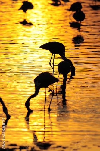 Lesser Flamingoes at sunrise at lake Nakuru, Kenya