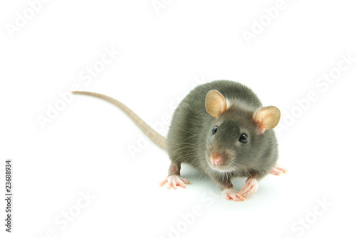 rat