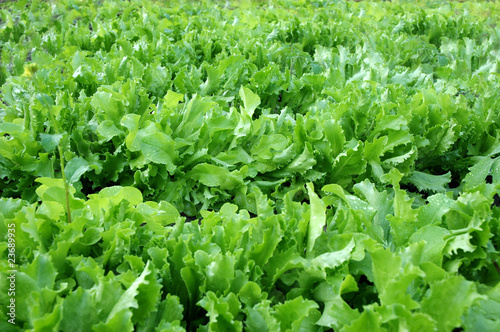 Lettuce