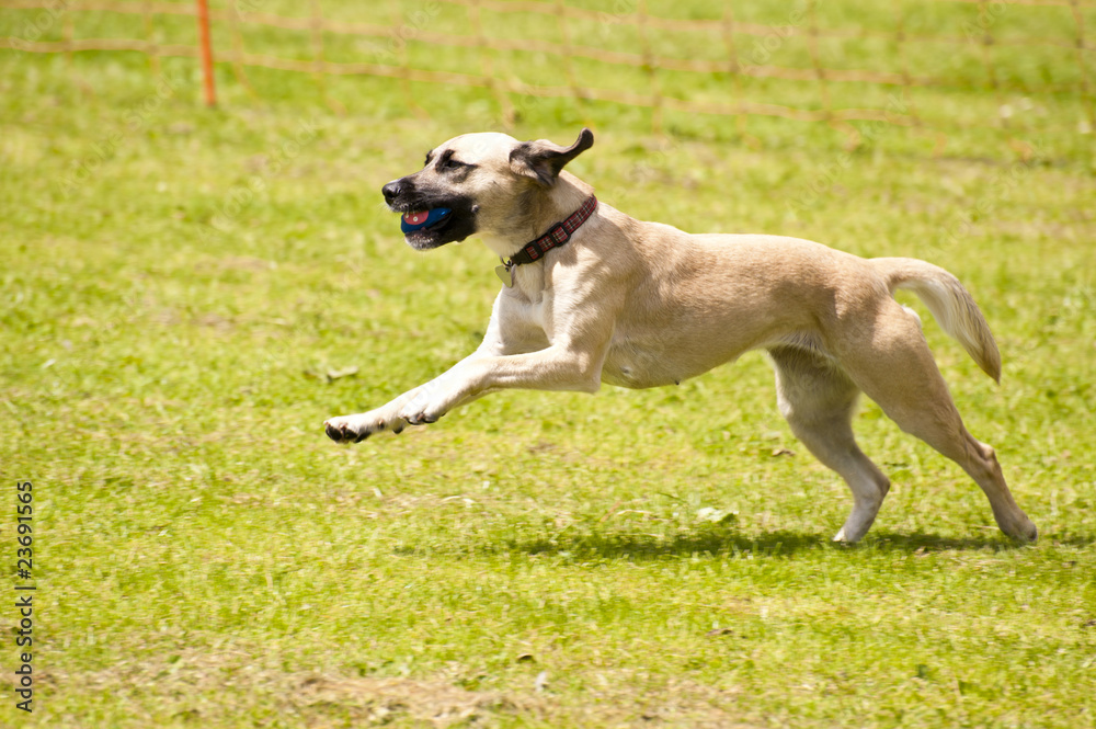 Hunderennen