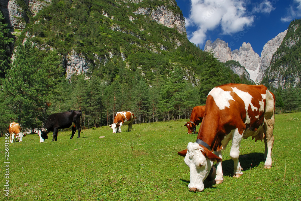 Cow brown and white eating on alps