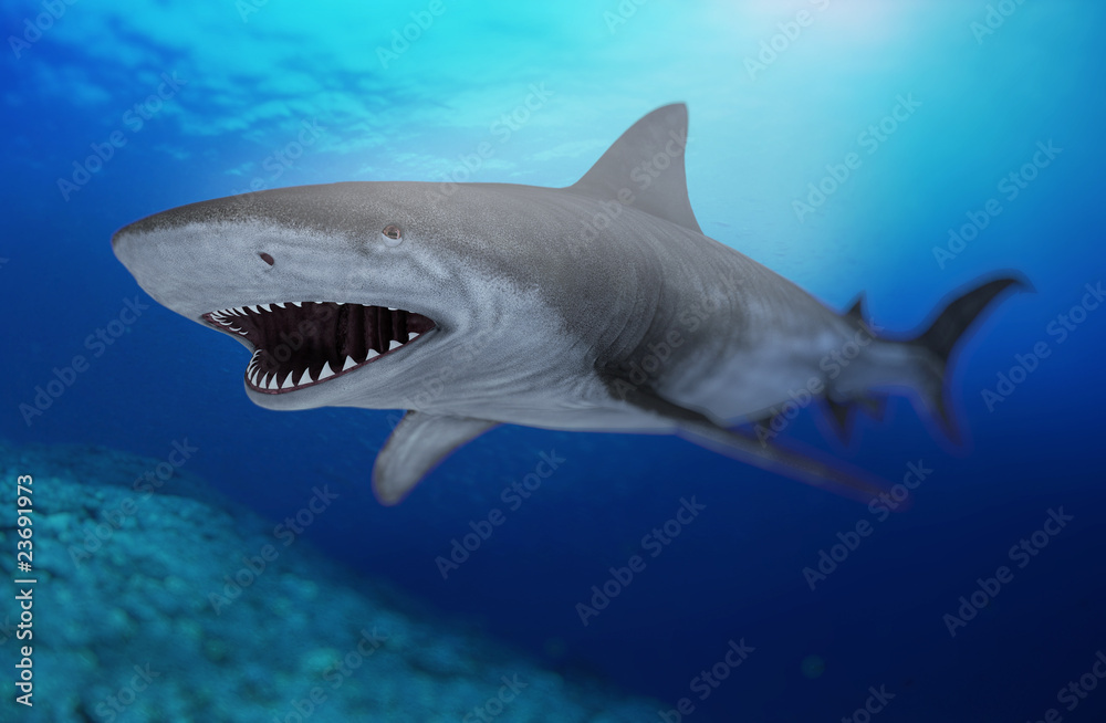 Naklejka premium the shark 2