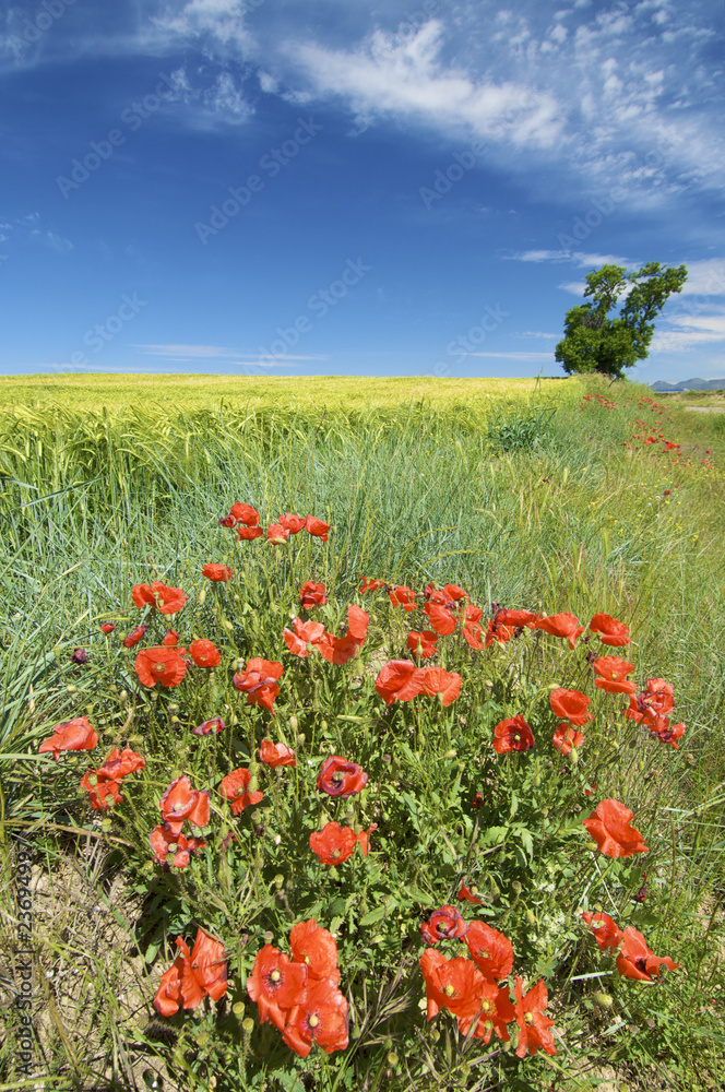 colorful field colorful field