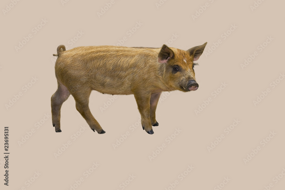 Fototapeta premium Schwein