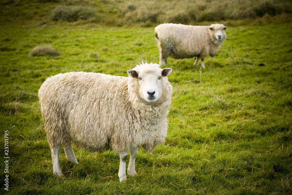 Lush green rolling hills populated with New Zealand sheep. Lush green rolling hills populated with New Zealand sheep.