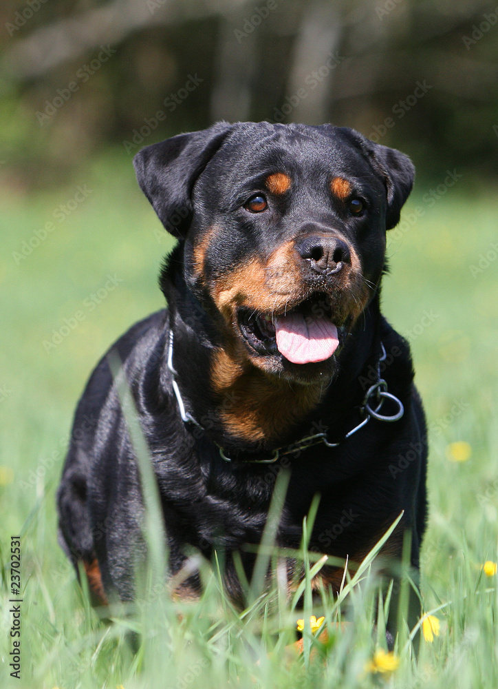 rottweiler attentif rottweiler attentif