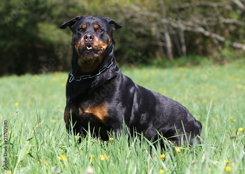 molosse noir et feu attentif