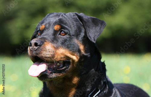 portrait de rott