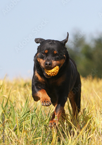 rott en course de fac e avec un jouet dans la gueule