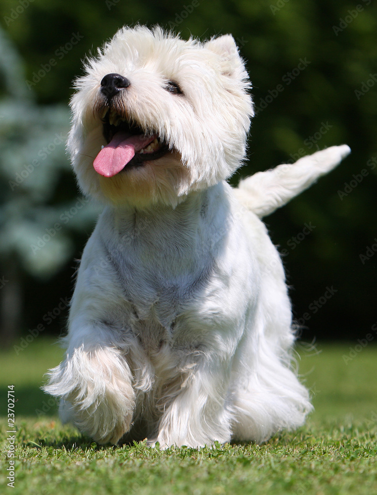 west highland white terrier de face debout