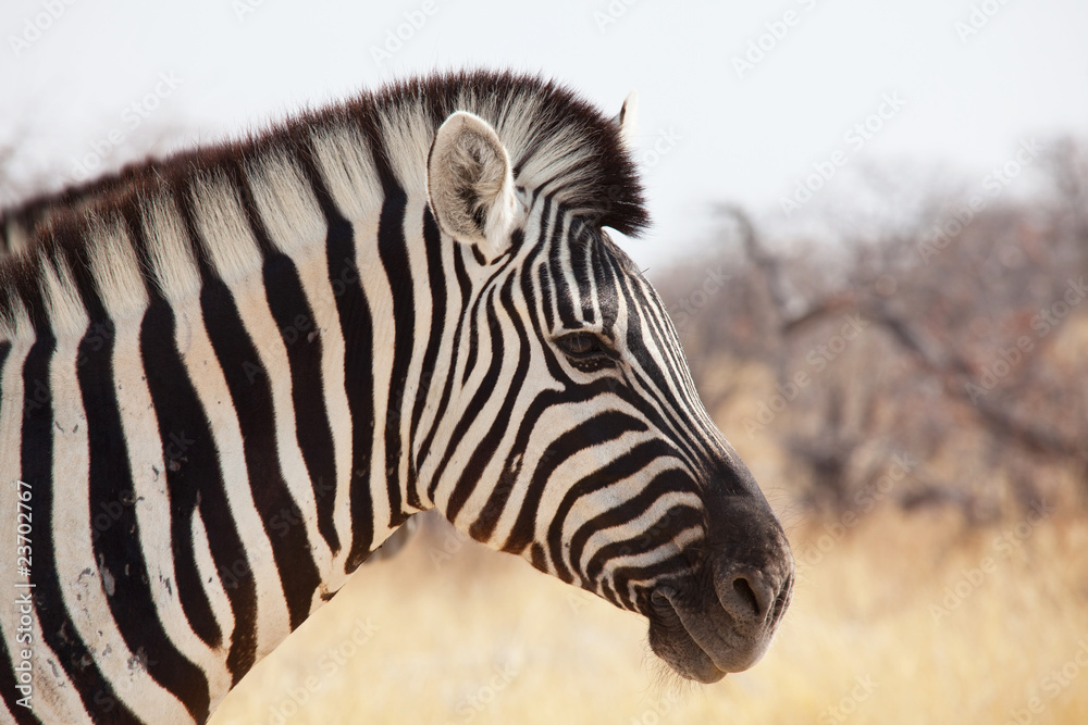 Zebra Zebra