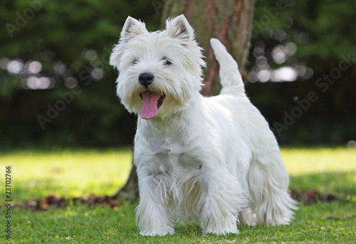 westie debout de face langue pendante photo