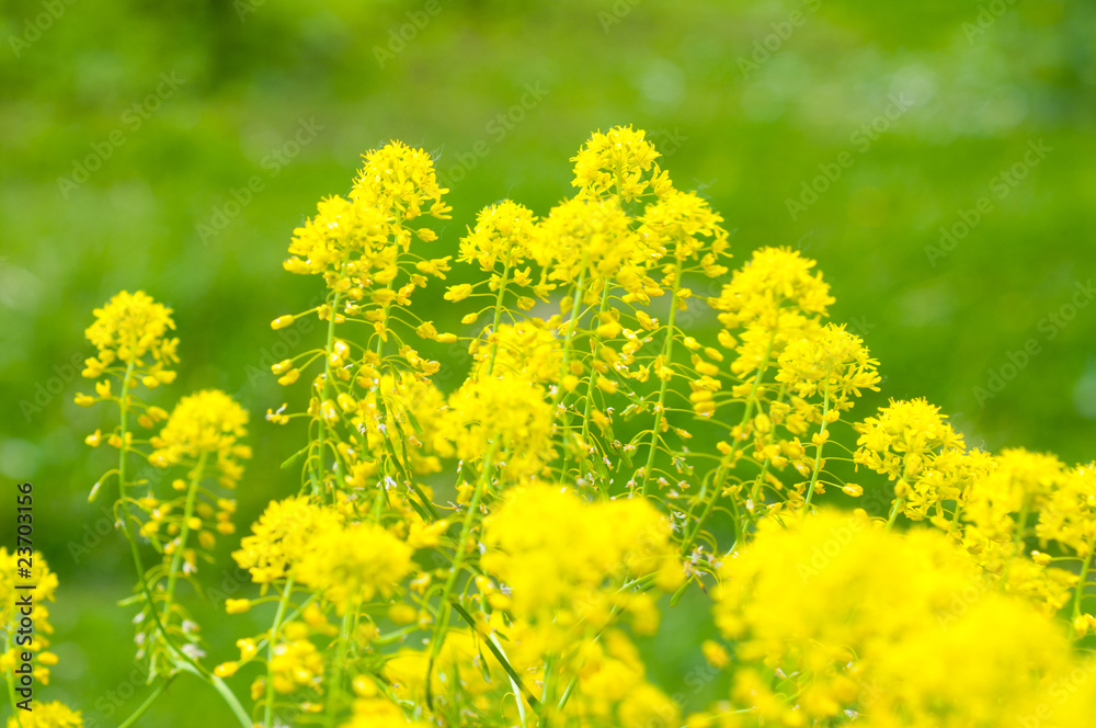 Obraz premium rape field .