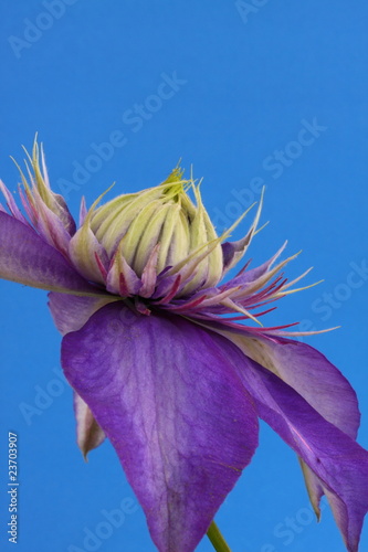 clematis, Vyvyan Pennell photo