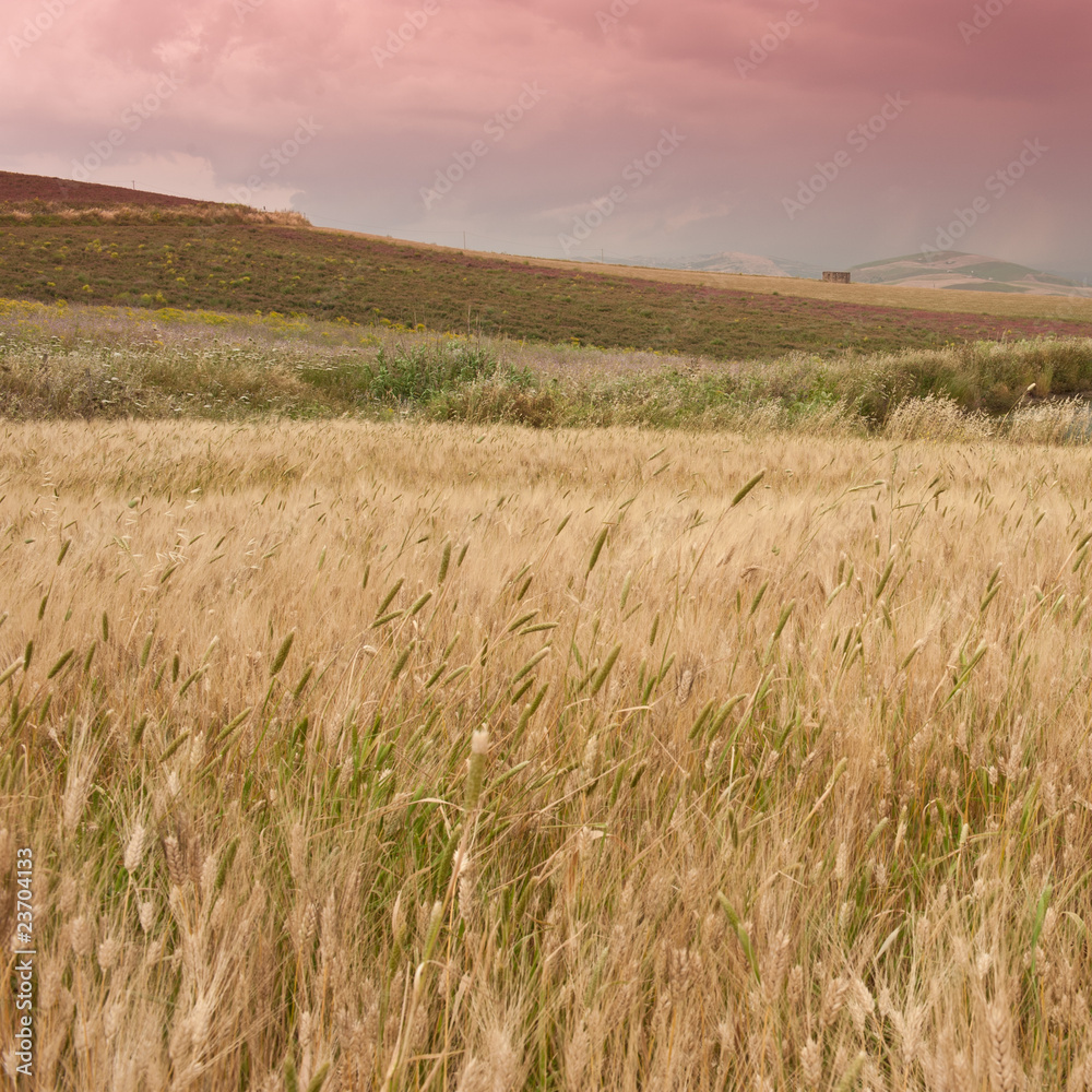 Obraz premium grain field