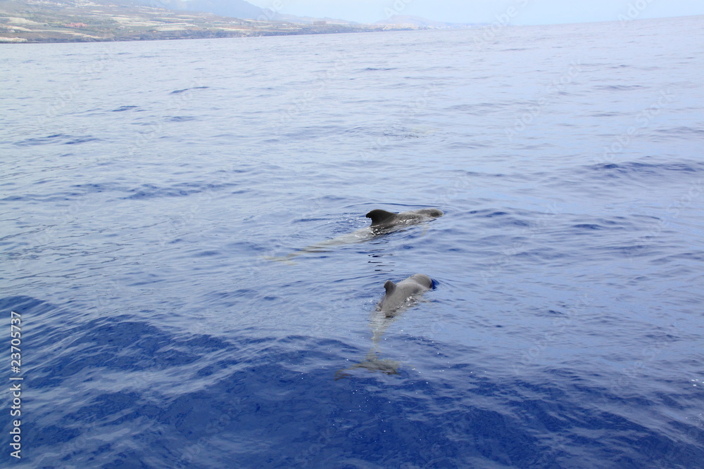 Fototapeta premium Grindwale