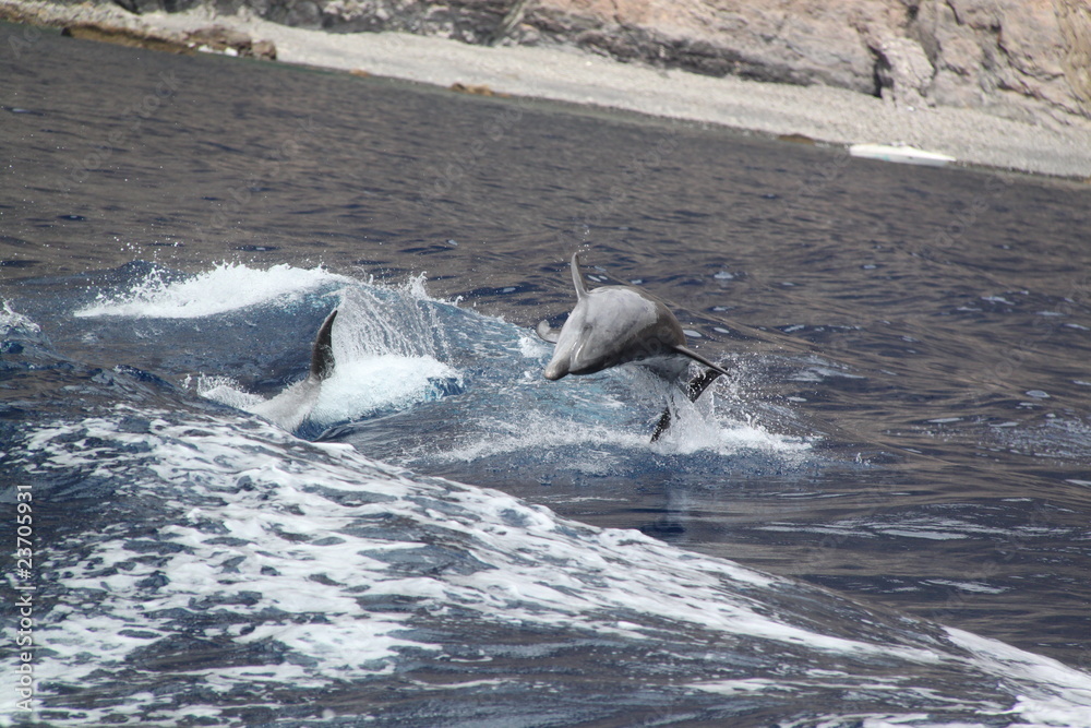 Fototapeta premium Delfin1Delfin,