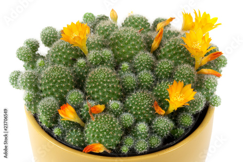 Photos Kaktus mit Blüten