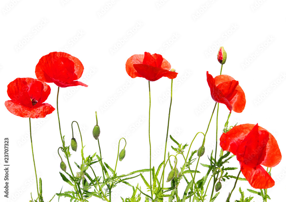 Obraz premium czerwone maki