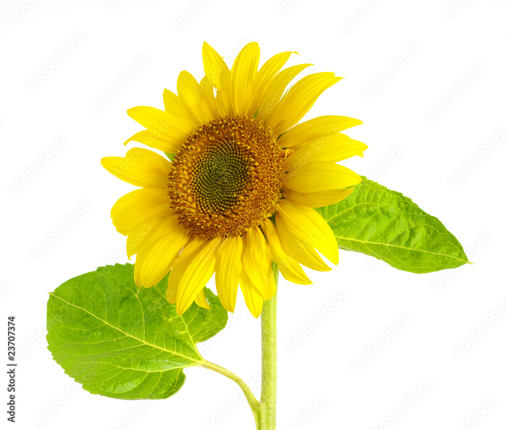Obraz premium sunflower on white