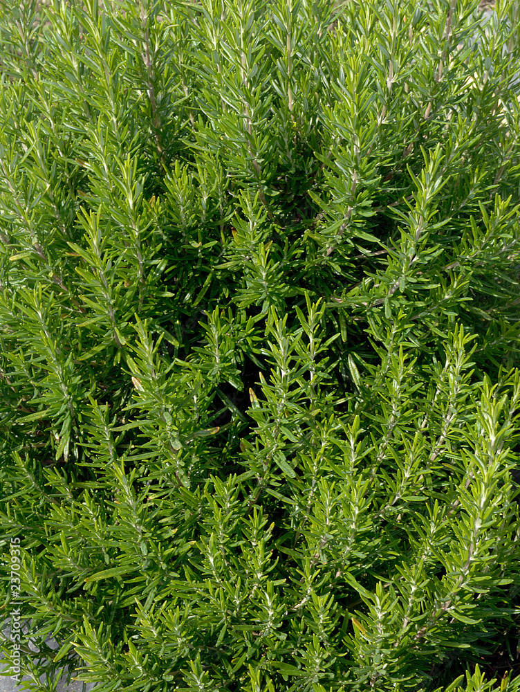romarin