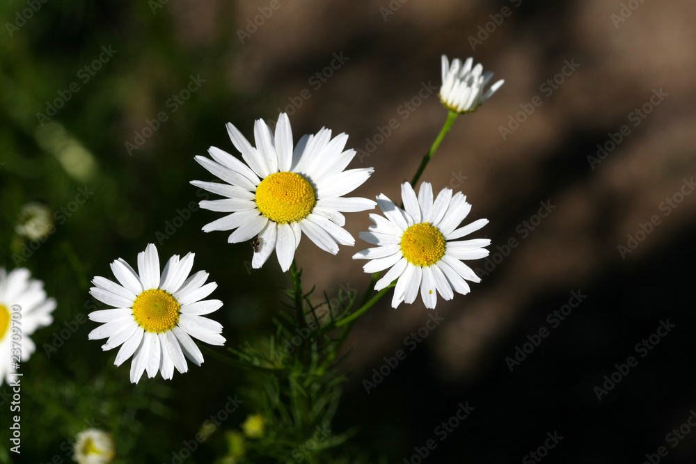 Obraz premium Daisy Flower