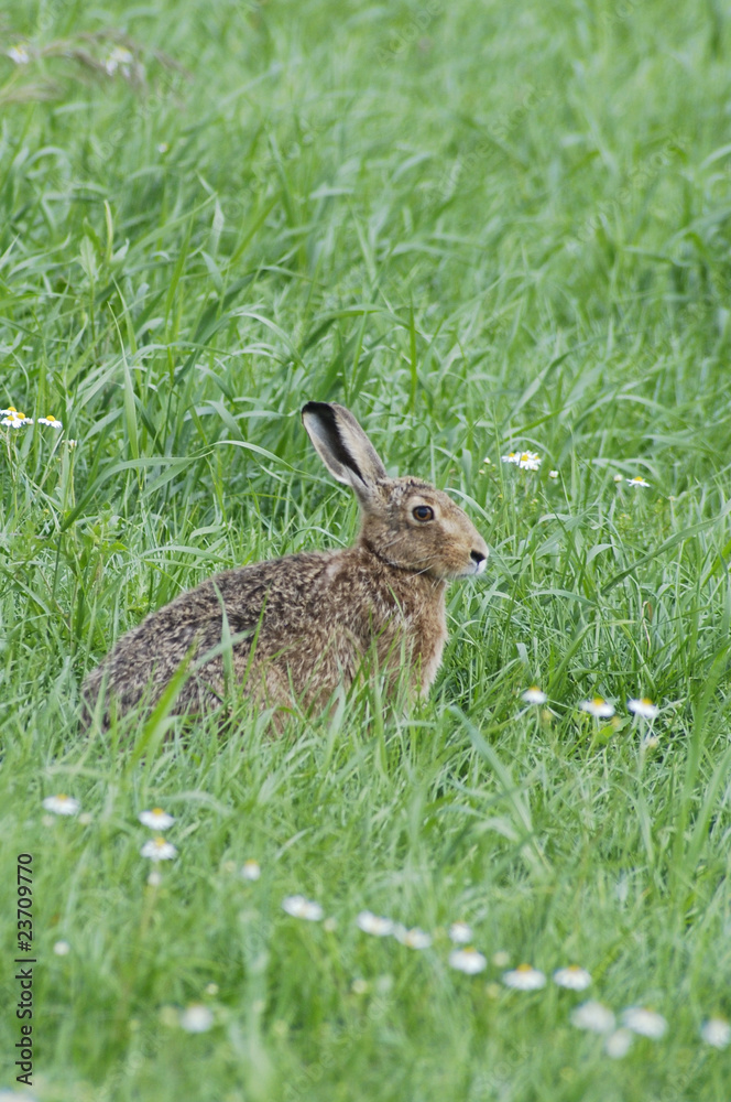 Fototapeta premium Hase auf saftiger Wiese