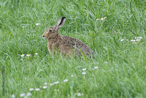 Hase auf saftiger Wiese