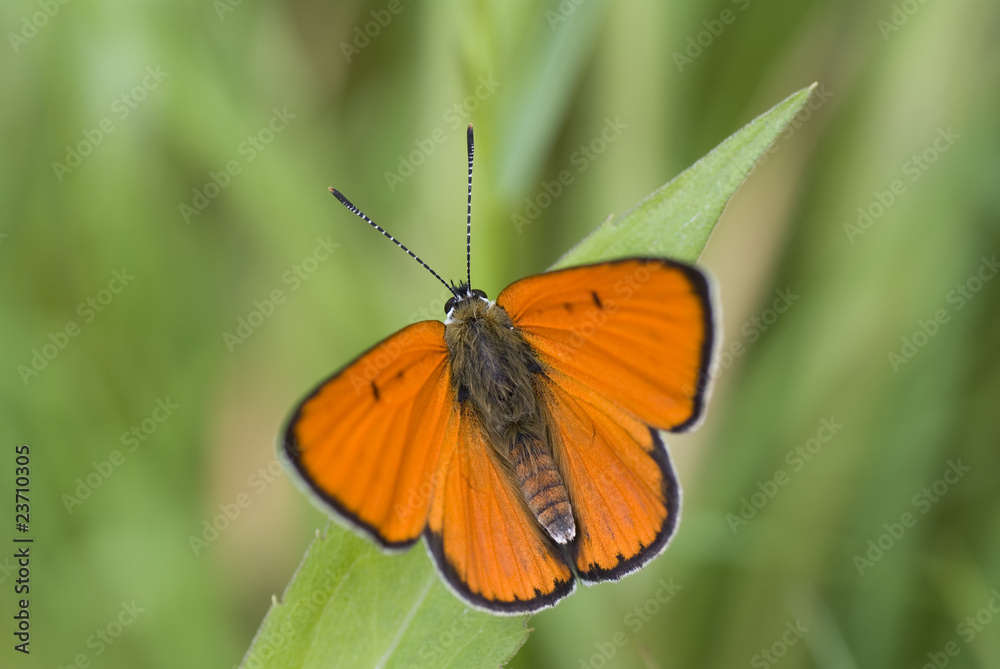 Obraz premium butterfly