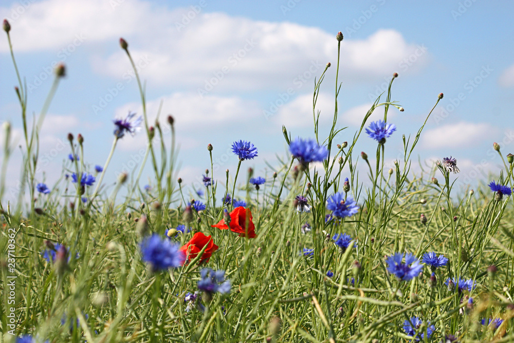 Mohn und Kornblumen - Poppy And Cornflower Mohn und Kornblumen - Poppy And Cornflower