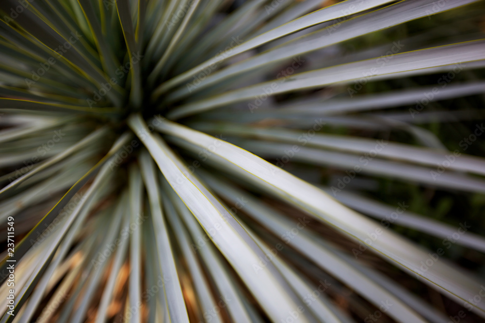 Obraz premium abctract plant background