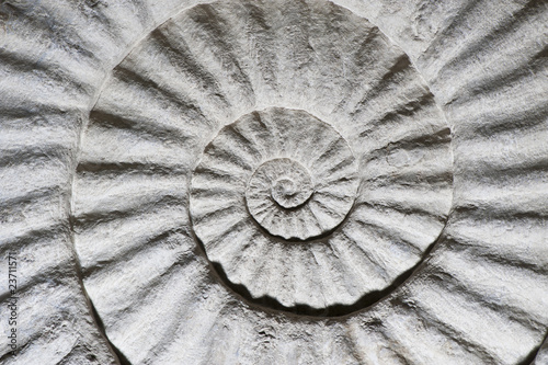 Shell Fossil inside out