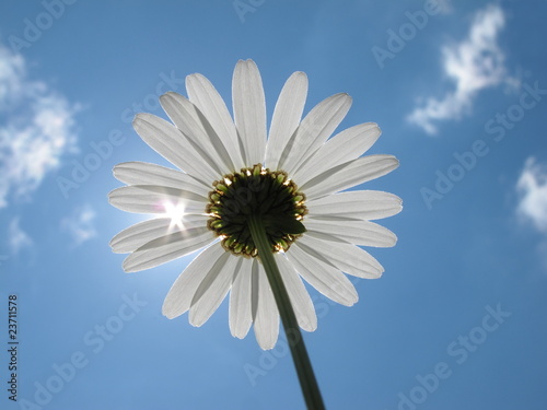 Margerite Sonnenstrahl Wolken photo