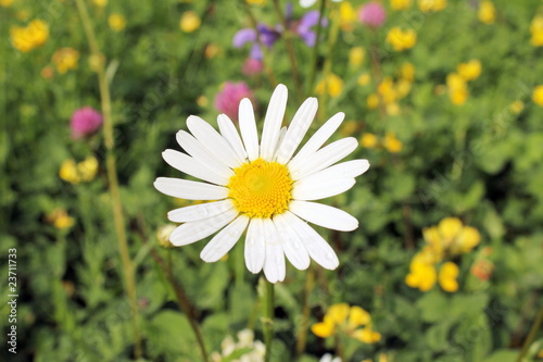 Margerite auf Wiese