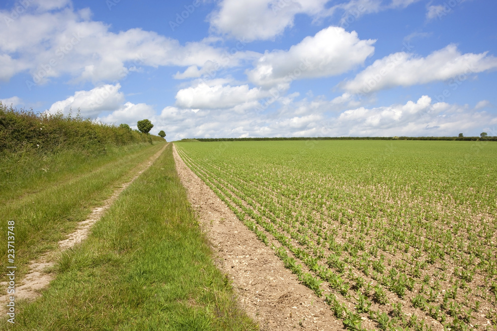 agricultural landscape in summer