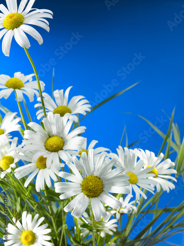 Konstfotografi White Daisy Wheels