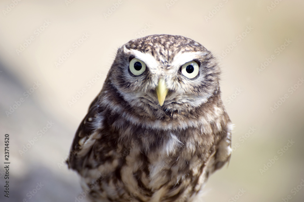 Little Owl Little Owl