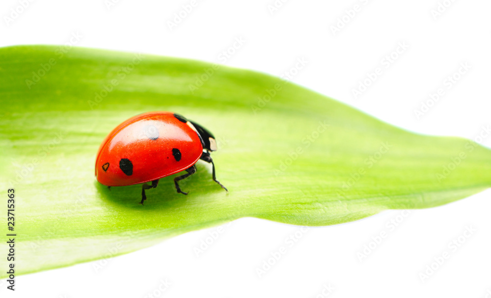 Fototapeta premium Ladybug