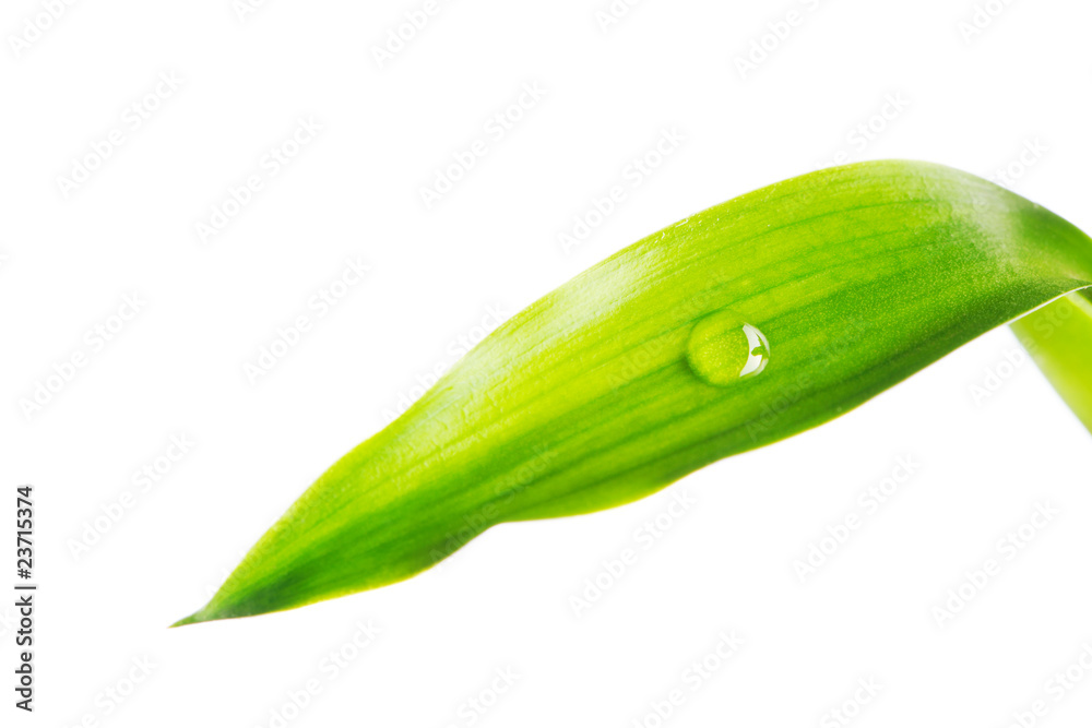 Water drop on leaf Water drop on leaf