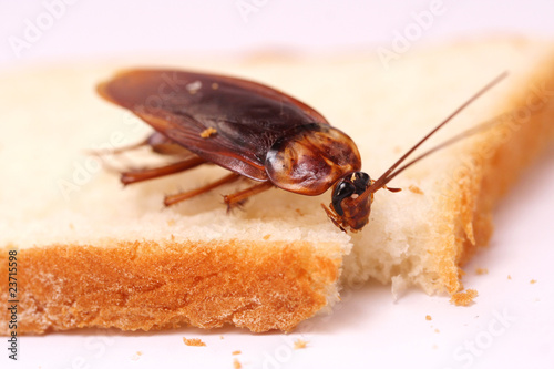 Cockroach eating a bread slice